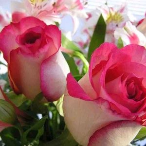 Meet your Posher, Regina